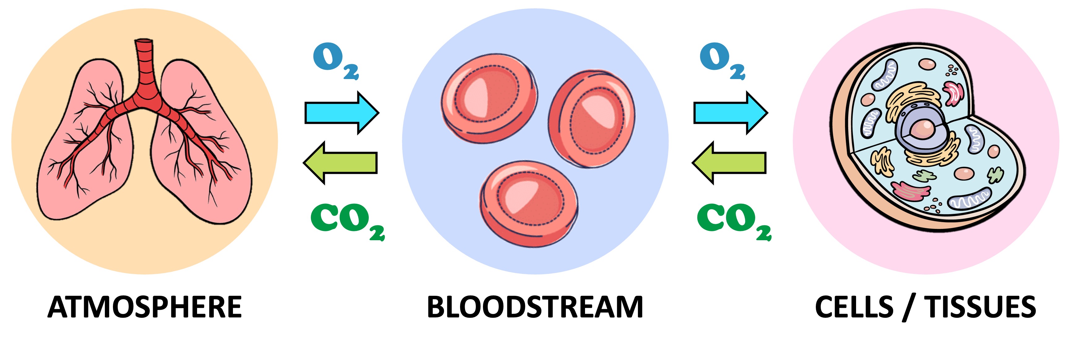 exchange of gases takes place in the